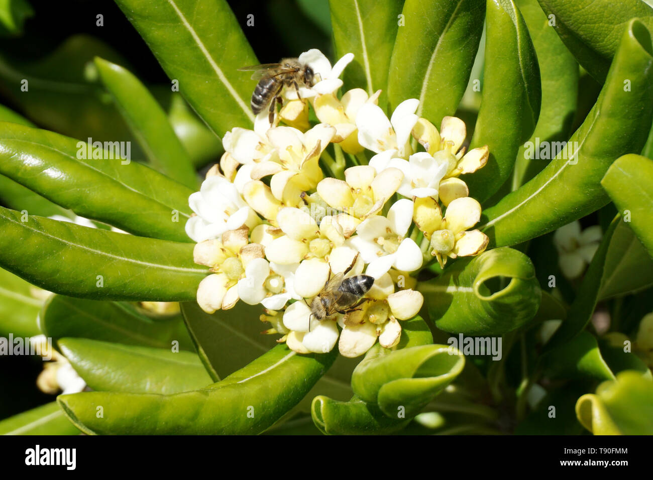 Floraison parfumée et décorative plante méditerranéenne avec deux abeilles  sur elle. Pittosporaceae surround de fleurs blanches avec des feuilles  vertes Photo Stock - Alamy