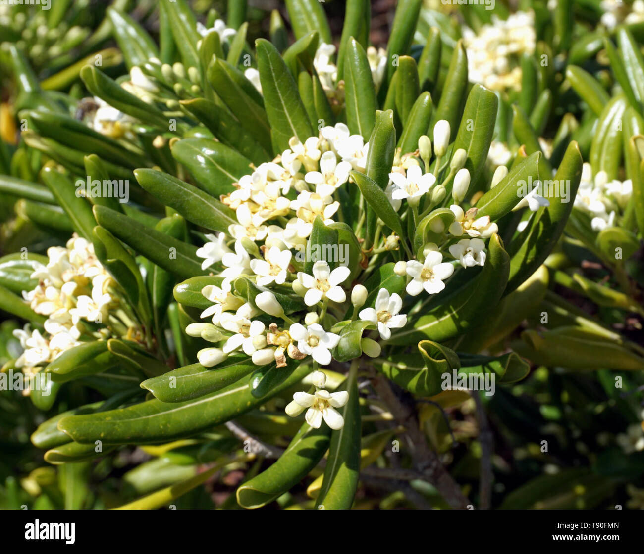 Fleurs blanches de plante méditerranéenne Pittosporum tobira. Avec de  nombreux arbustes de grappes de fleurs blanc crème parfumées Photo Stock -  Alamy