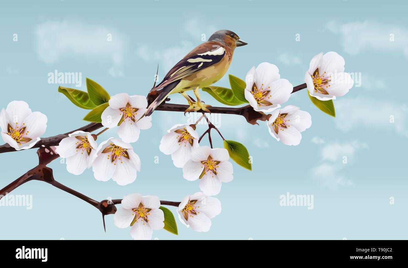Fleurs de cerisier d'oiseaux sur branches Vector réaliste. Fleur de printemps. Carte de vacances Illustration de Vecteur