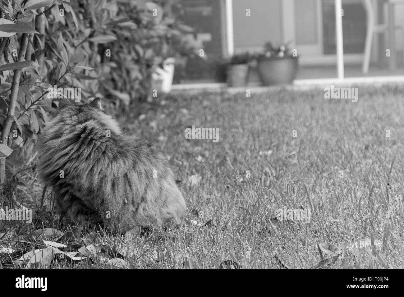 Race de chat sibérien se reposant dans un jardin, l'élevage de chats de race aux cheveux longs Banque D'Images