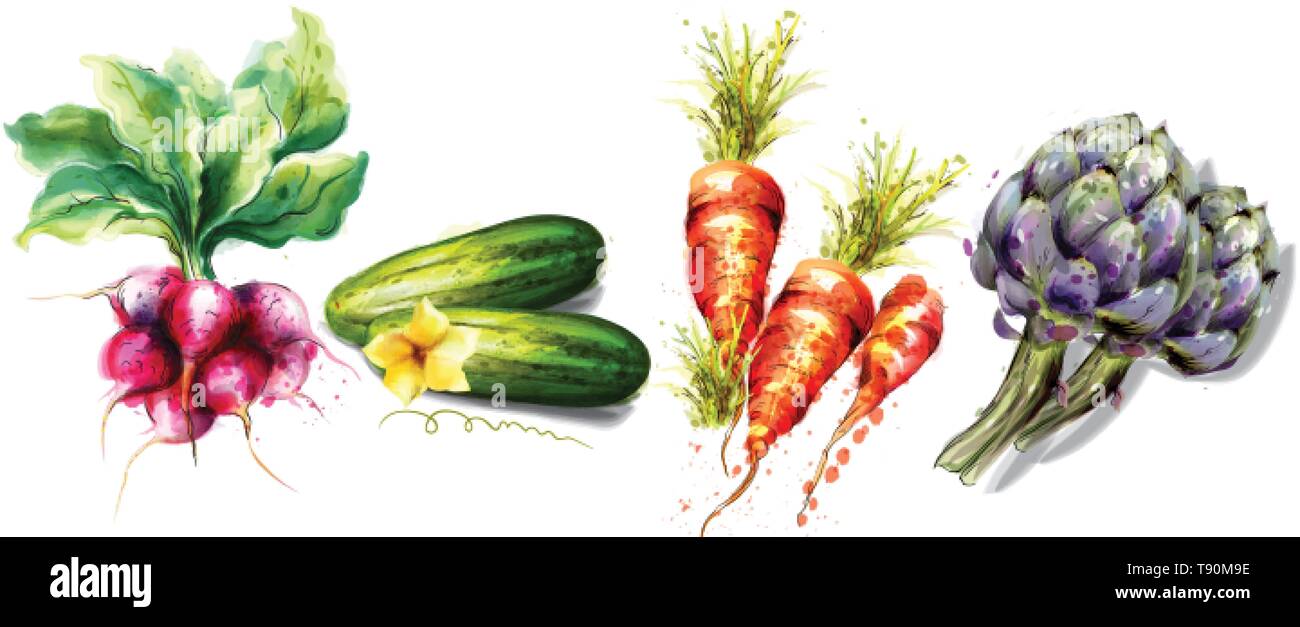 Radis, concombres, carottes et légumes artichaut aquarelle Vector isolated on white Illustration de Vecteur