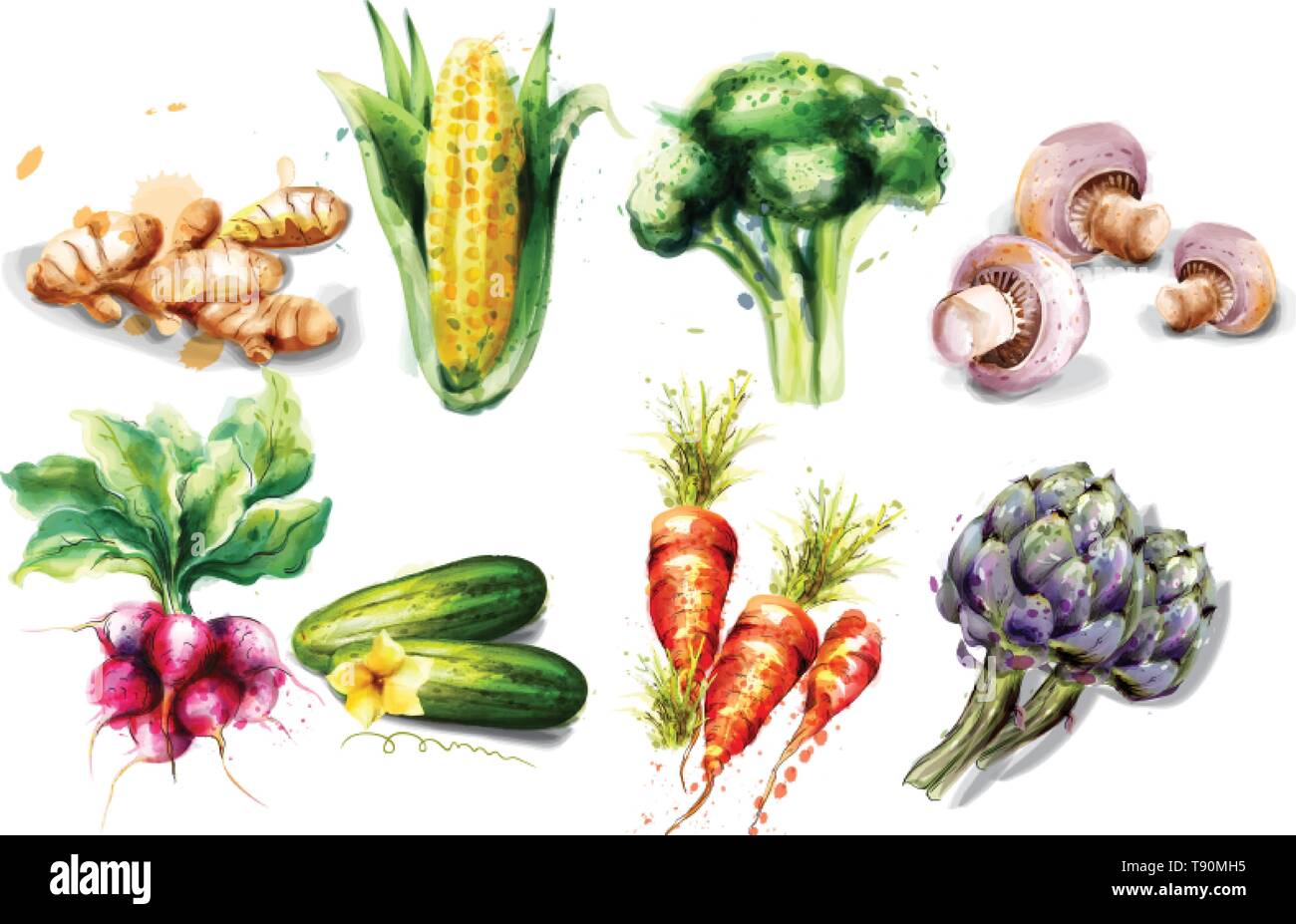 Aquarelle légumes Vector set collection. Les champignons, maïs, radis et artichaut Illustration de Vecteur