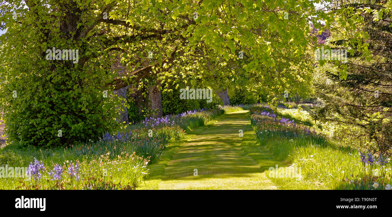 Château BALLINDALLOCH BANFFSHIRE ECOSSE LA RIVIÈRE À PIED AVEC camassie camash ou fleurs CAMASSIA Banque D'Images