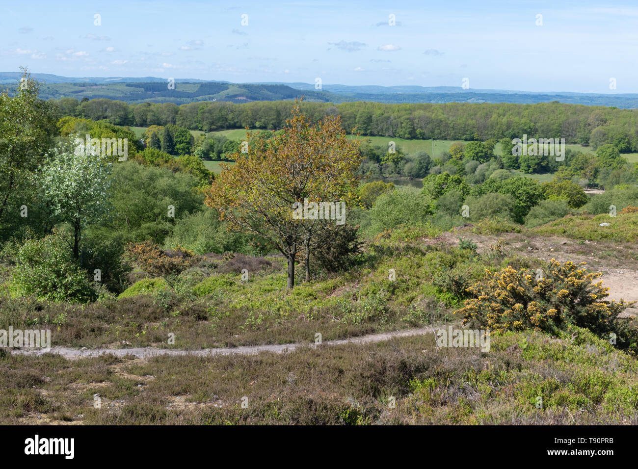 Paysage de lande à Black dans le West Sussex, UK, en mai Banque D'Images