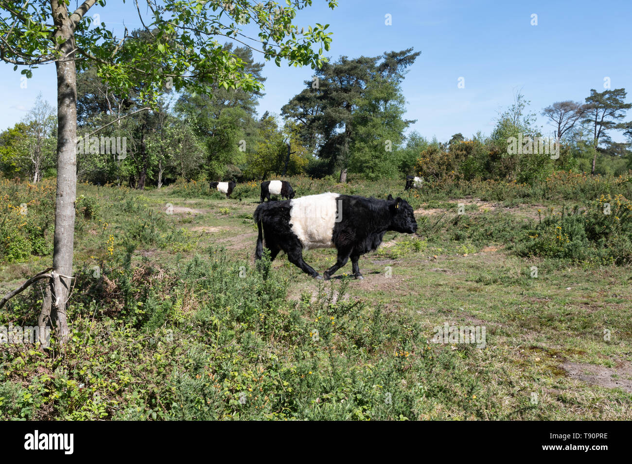 Le pâturage du bétail à ceinture noire à l'habitat des landes dans le West Sussex, UK Banque D'Images