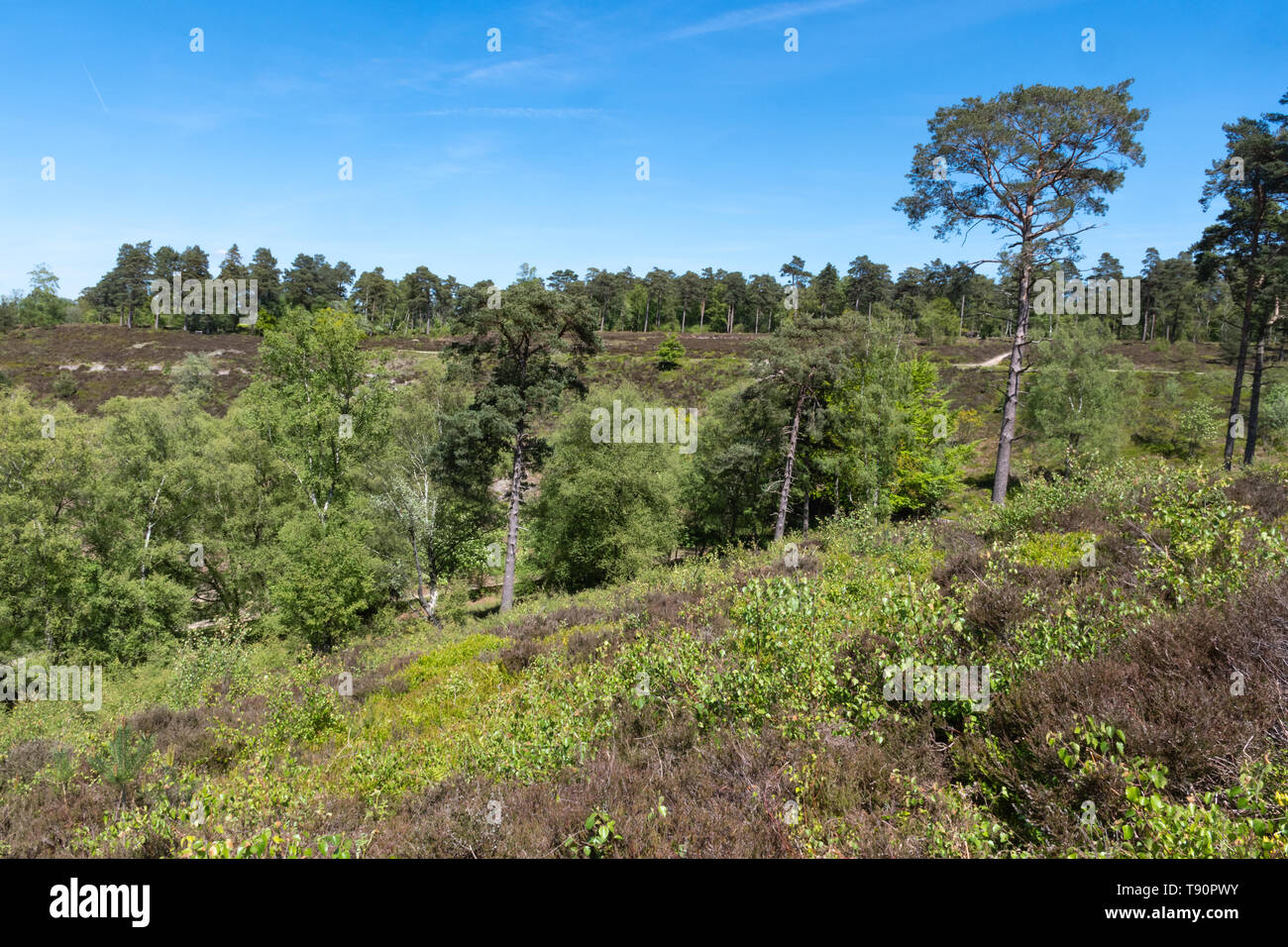 Paysage de lande à Black dans le West Sussex, UK, en mai Banque D'Images