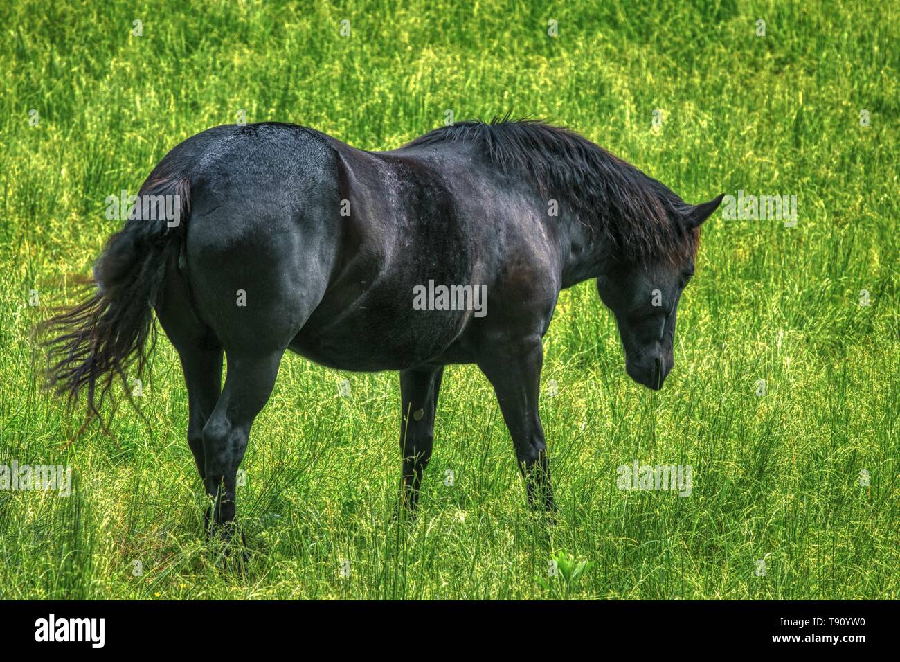 Ranch Horse dans le paysage américain Banque D'Images