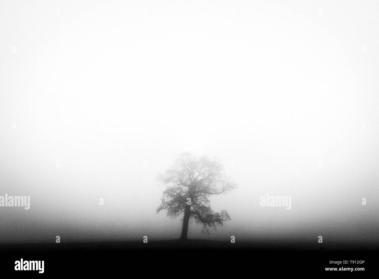 Seul arbre dans le brouillard, en noir et blanc, effet film pour mettre en évidence la profondeur du brouillard dans le champ derrière. Banque D'Images