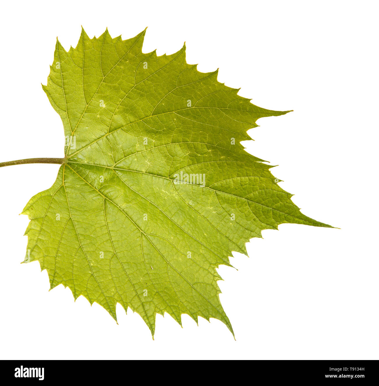 Les feuilles de raisin sur la vigne. Isolated on white Banque D'Images