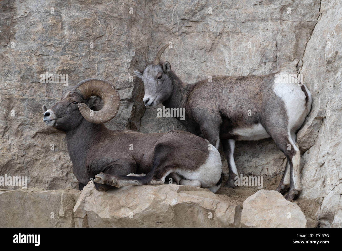 Mouflons dans la vallée de Yellowstone Lamar. Banque D'Images