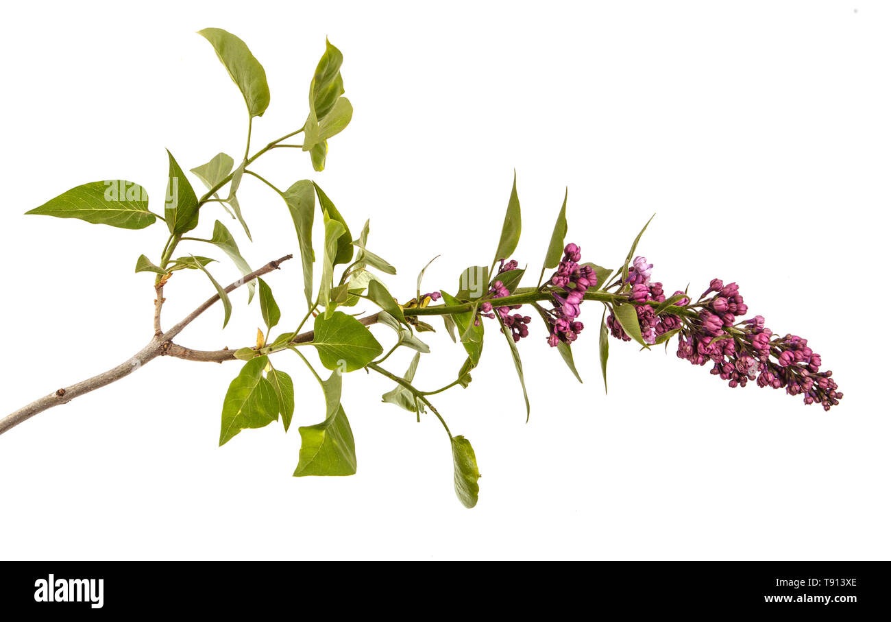 Fleurs lilas en fleurs. Isolated on white Banque D'Images