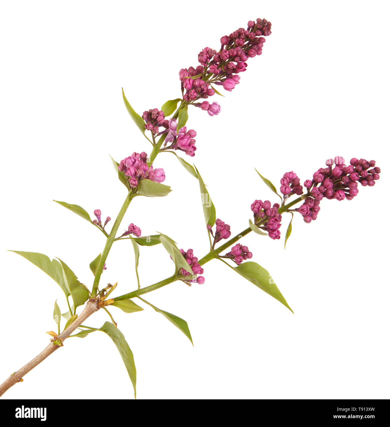 Fleurs lilas en fleurs. Isolated on white Banque D'Images