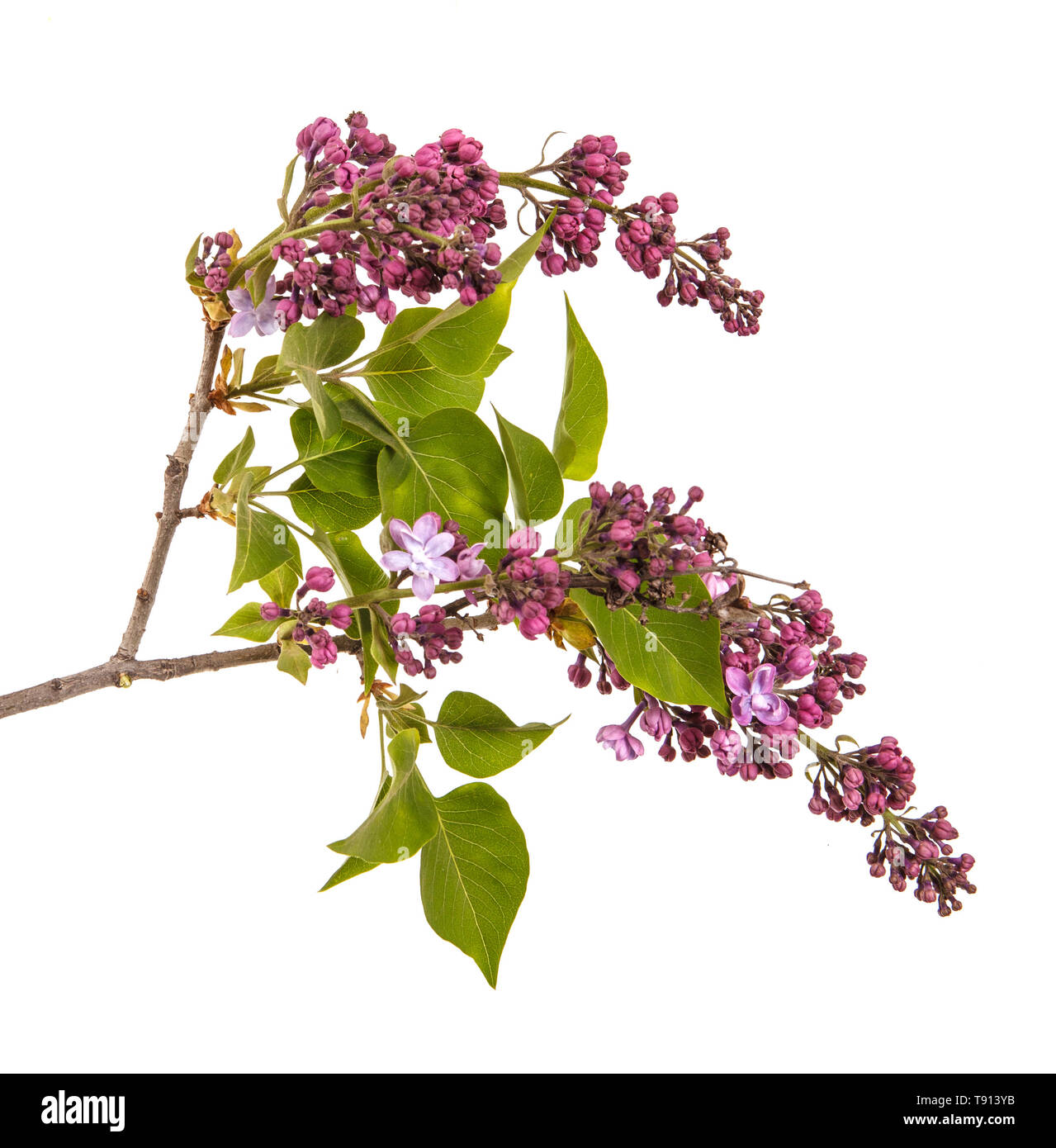 Fleurs lilas en fleurs. Isolated on white Banque D'Images