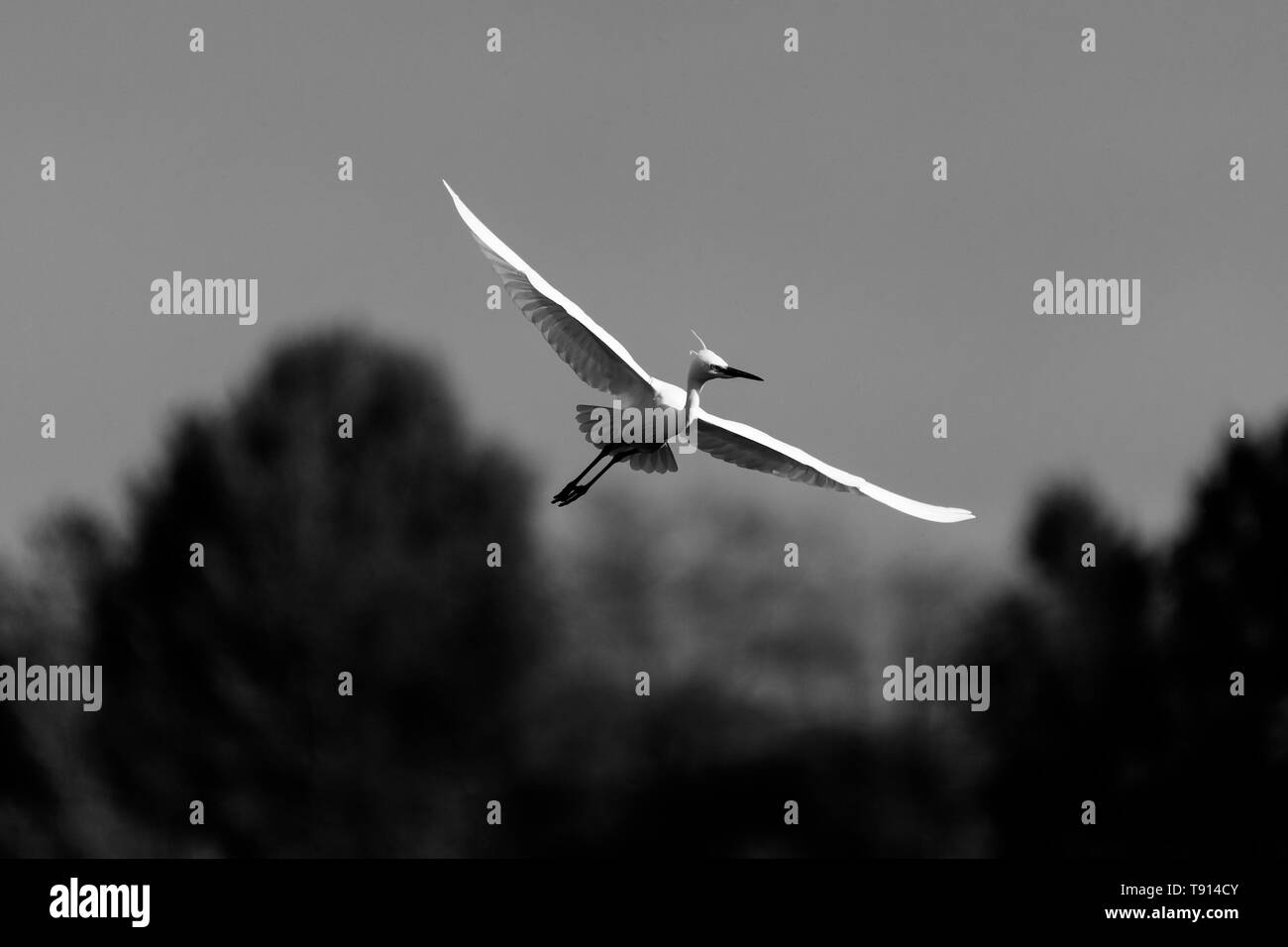 Petit oiseau aigrette exploitant les courants ascendants Banque D'Images