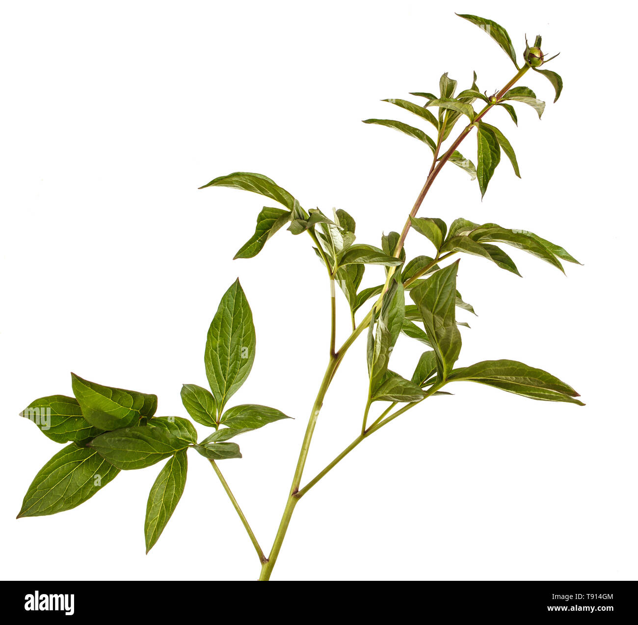 Pousses vertes de fleurs de pivoine. Isolated on white Banque D'Images