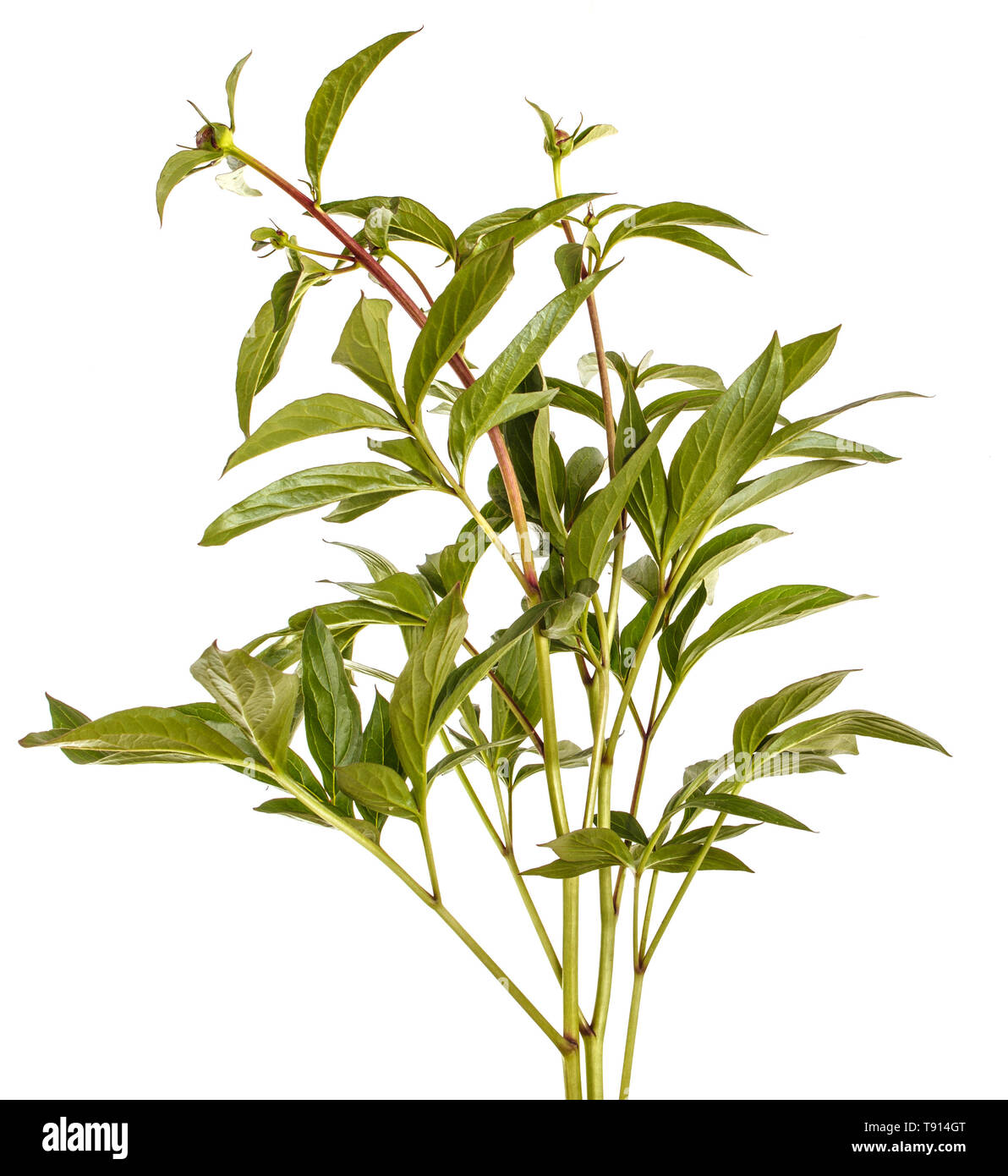 Pousses vertes de fleurs de pivoine. Isolated on white Banque D'Images