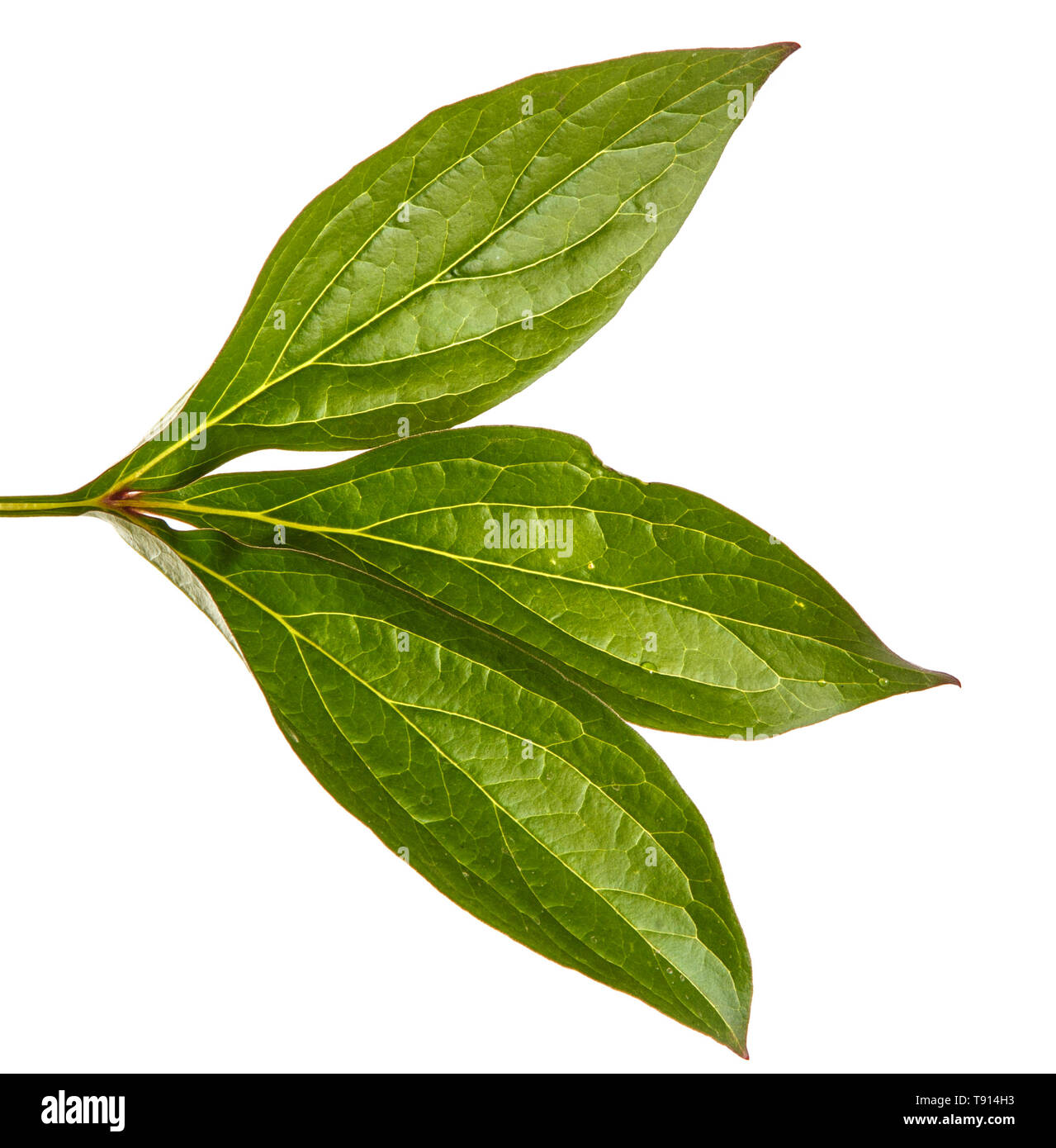 Pousses vertes de fleurs de pivoine. Isolated on white Banque D'Images