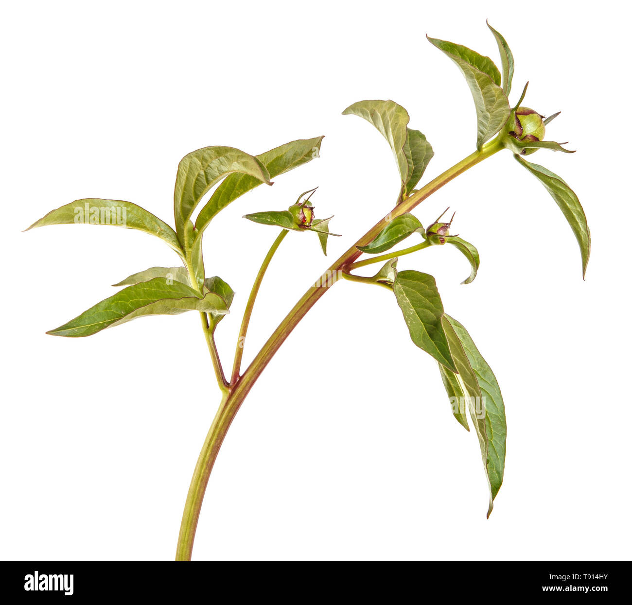 Pousses vertes de fleurs de pivoine. Isolated on white Banque D'Images