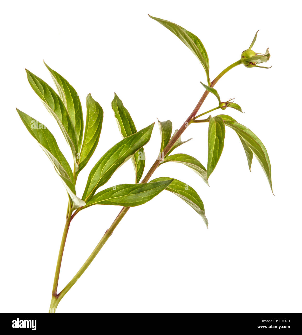 Pousses vertes de fleurs de pivoine. Isolated on white Banque D'Images