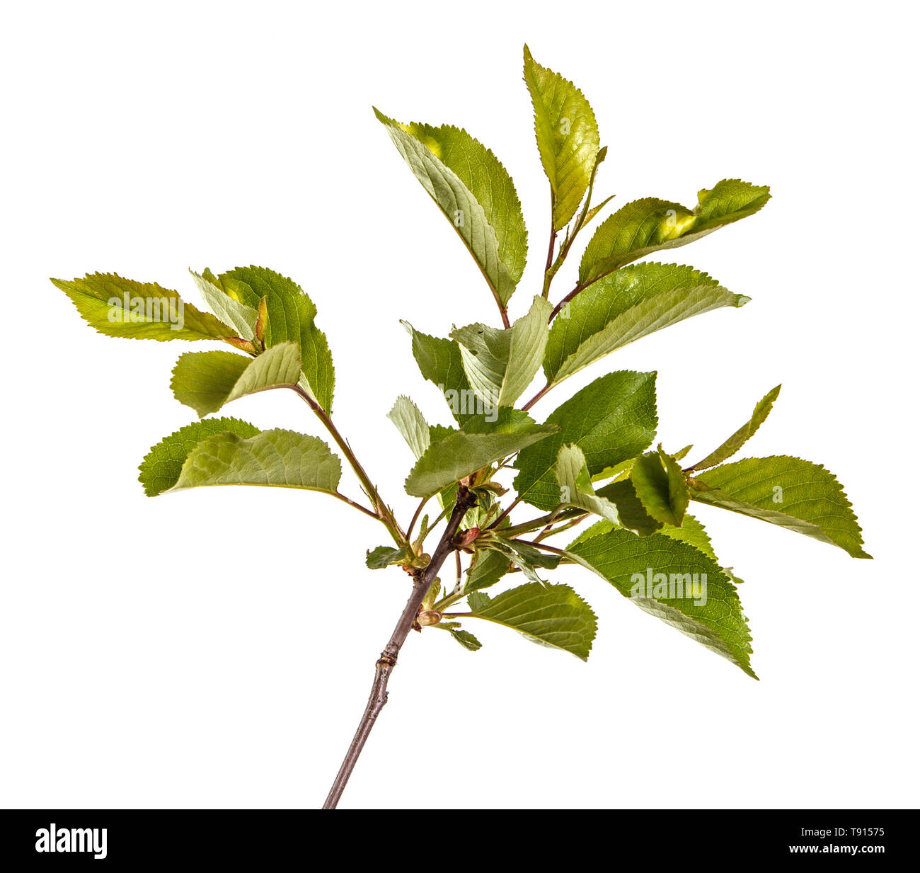 Branche d'un cerisier avec des feuilles vertes. Isolated on white Banque D'Images