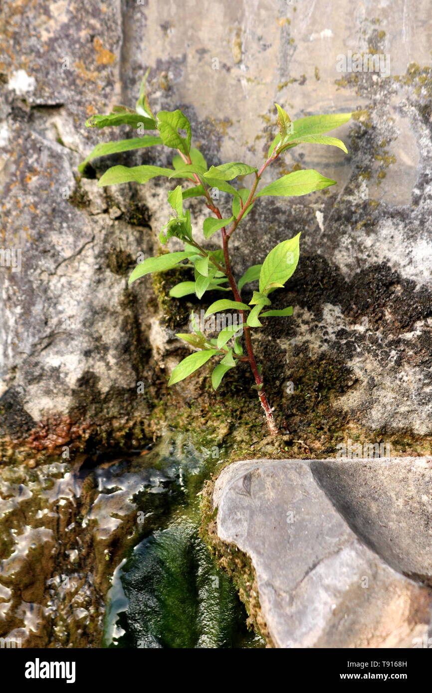 De plus en plus fraîche jeune arbre petite parcelle de terre au-dessus de la vieille fontaine en pierre entouré de pierre et de mousse verte humide sur le printemps chaud et ensoleillé Banque D'Images