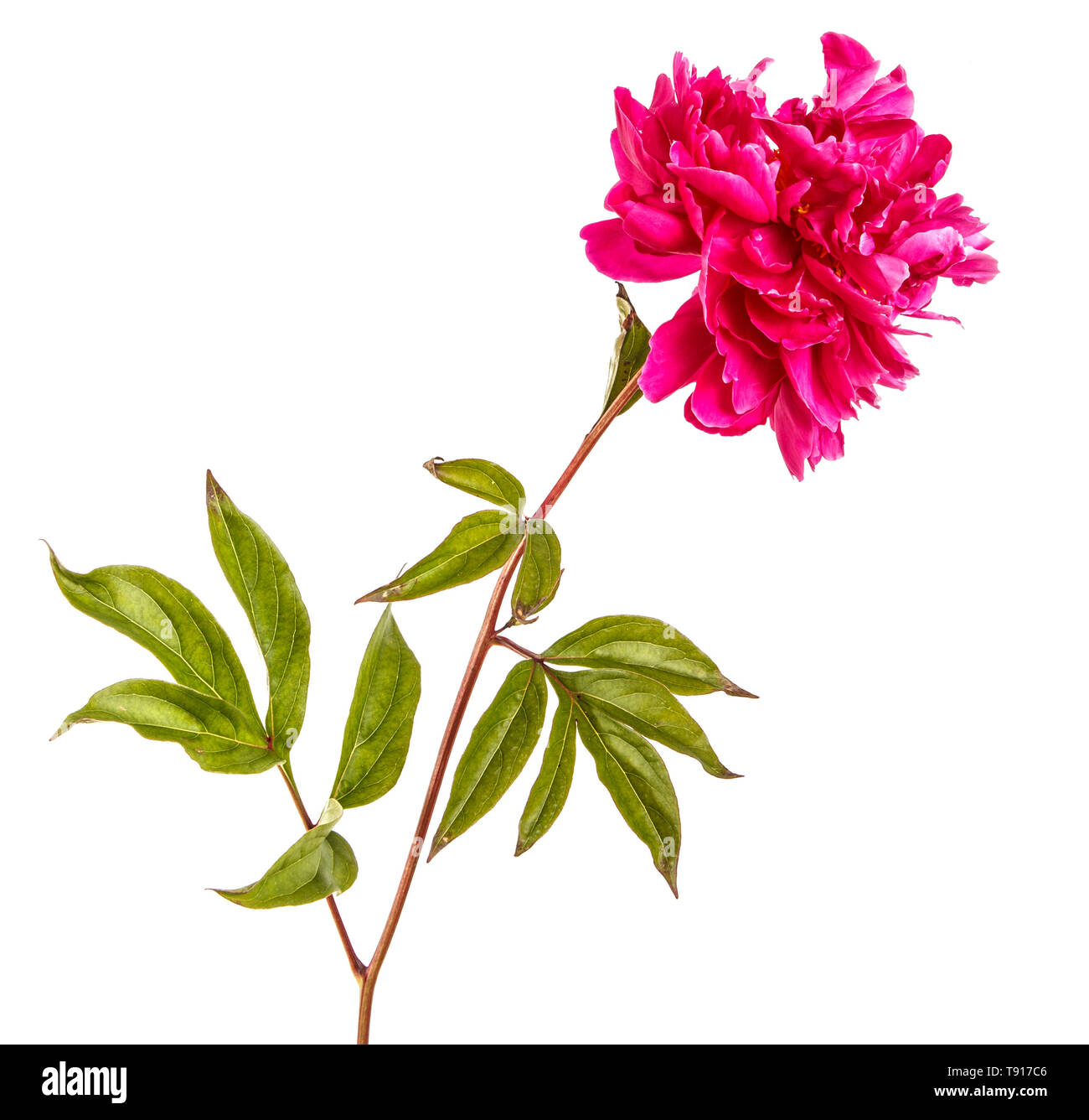 Fleur de pivoine rouge. Isolated on white Banque D'Images