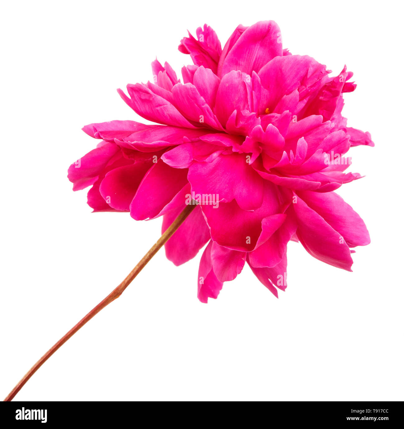 Fleur de pivoine rouge. Isolated on white Banque D'Images