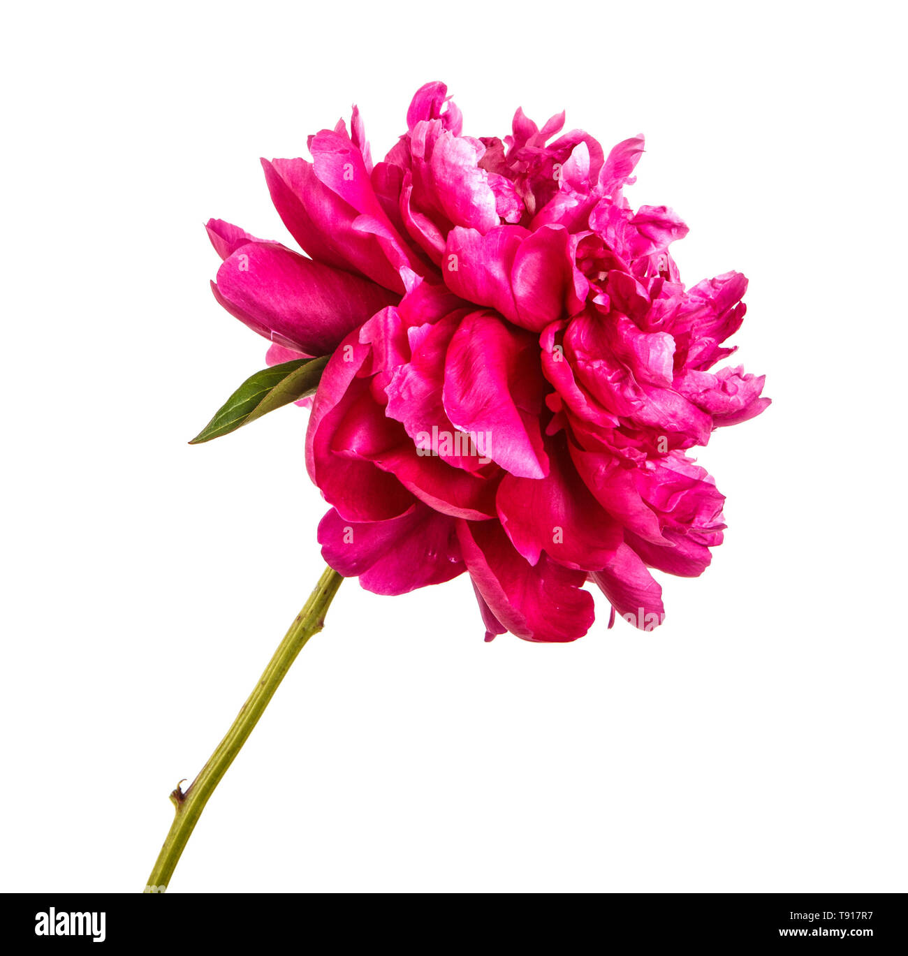 Fleur de pivoine rouge. Isolated on white Banque D'Images