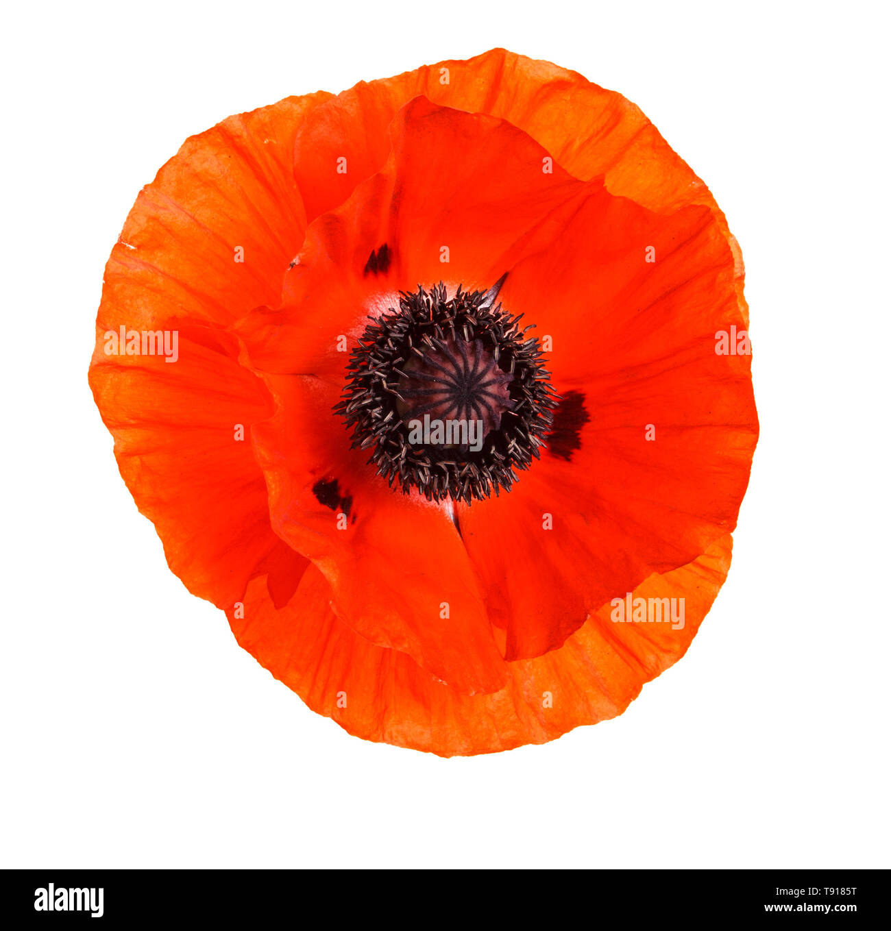 Un bourgeon d'une orange blooming poppy. Isolated on white Banque D'Images
