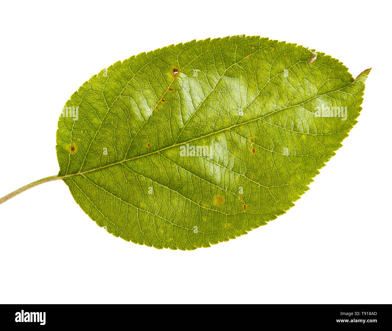 Feuille avec apple tree. Isolated on white Banque D'Images