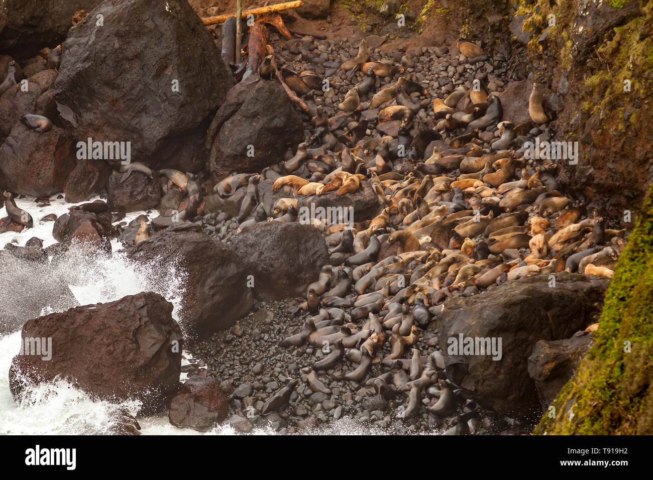 L'Otarie de Californie (Zalophus californius) et de l'Otarie de Steller (Eumetopias jubatus) sur un rivage rocailleux, Oregon, USA Banque D'Images