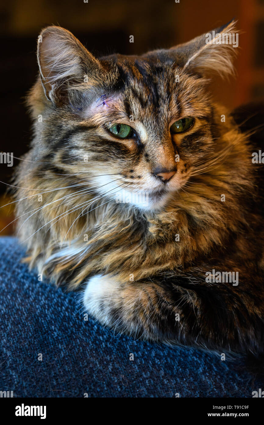 Lesion De La Peau Chat Banque De Photographies Et D Images A Haute Resolution Alamy