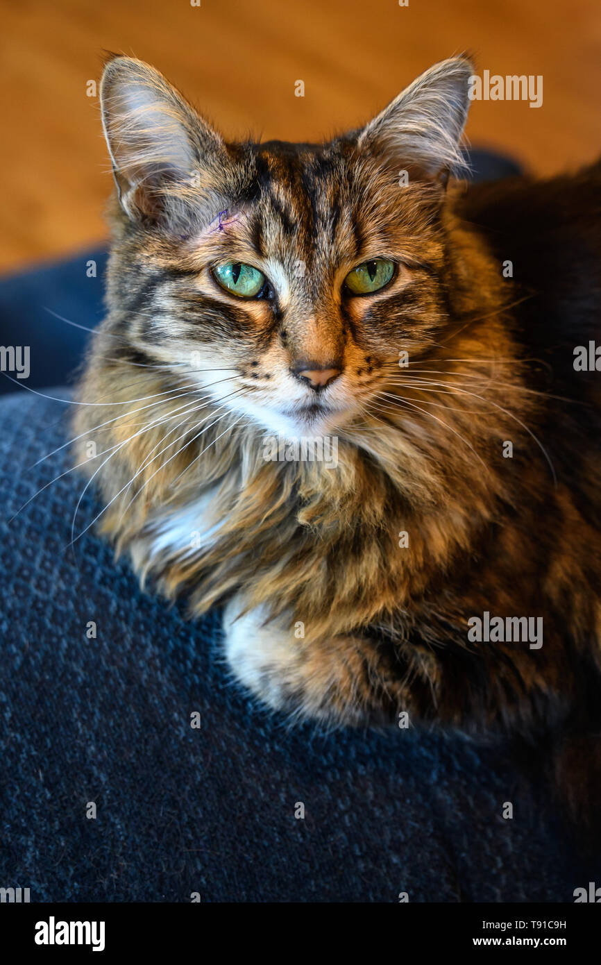 Lesion De La Peau Chat Banque De Photographies Et D Images A Haute Resolution Alamy