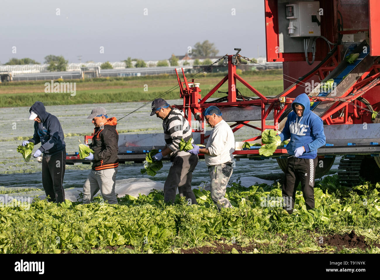 Rufford, Lancashire. 16 mai, 2019. Météo britannique. Les ressortissants de l'UE travaillant dans les domaines de la récolte des cultures de salades dans des conditions chaudes et ensoleillées. Le saladier de West Lancashire emploie un grand nombre de travailleurs migrants saisonniers de planter, pick, et la récolte des cultures de légumes pour les supermarchés et les entreprises locales. En dépit des doutes Brexit les travailleurs migrants de l'UE sont retournés dans les fermes du nord-ouest de Lancashire pour aider à la récolte des cultures de salades. /AlamyLiveNews MediaWorldImages : crédit. Banque D'Images