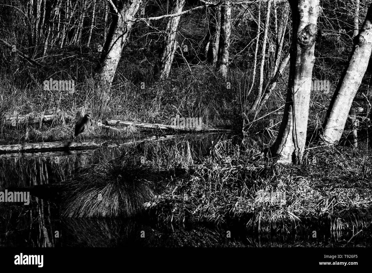 Image en noir et blanc des marais, d'arbres avec des branches nues reflétée dans l'eau avec attente Heron. Banque D'Images