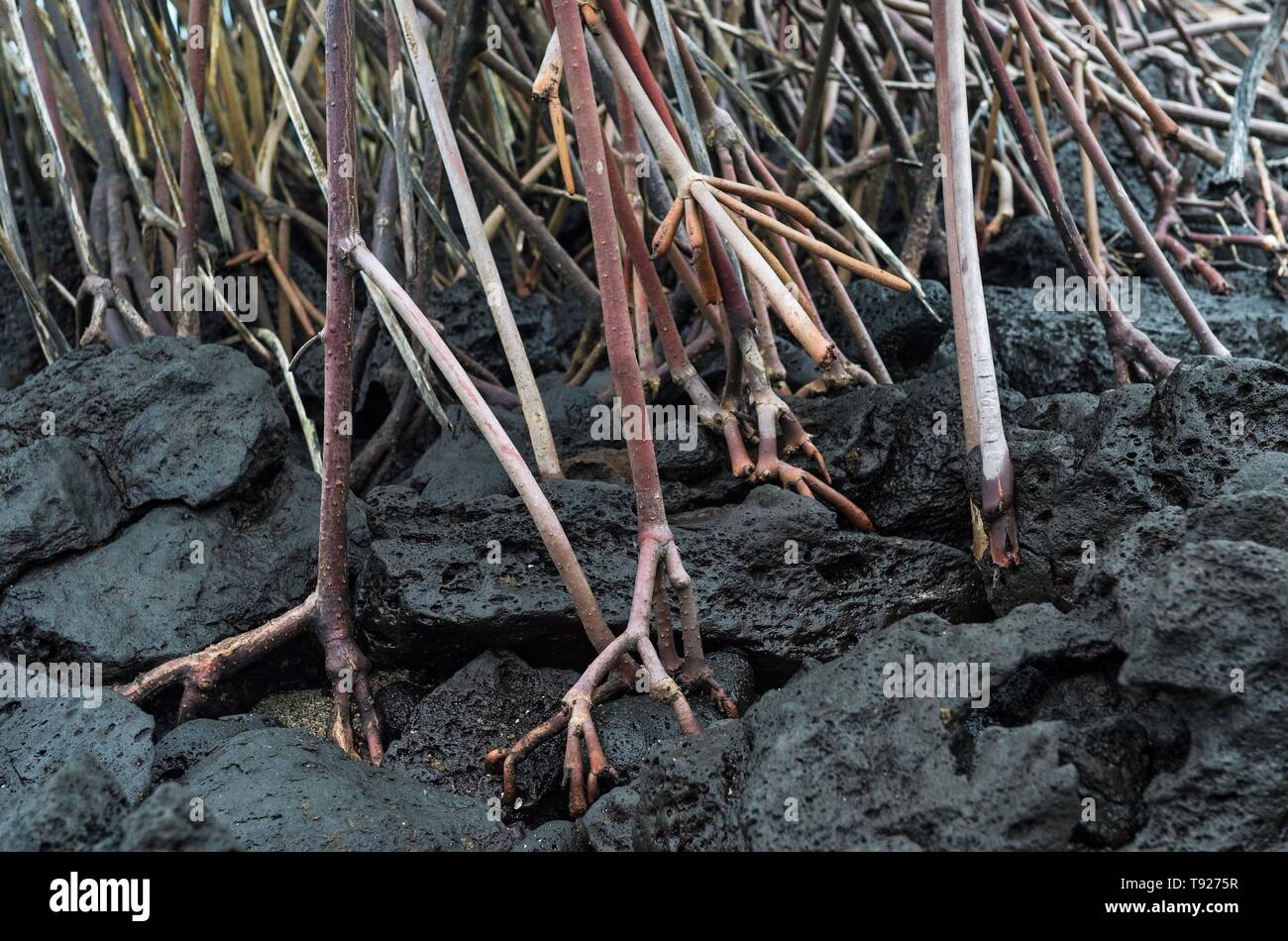 Racines échasses du palétuvier rouge (Rhizophora mangle) se développent sur fond de lave noire, de l'Île Floreana, Galapagos, Equateur Banque D'Images