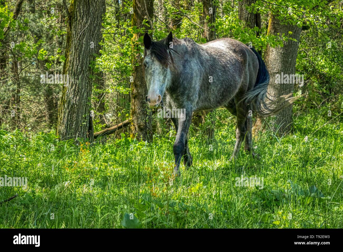 Chevaux dans une prairie de montagne Banque D'Images