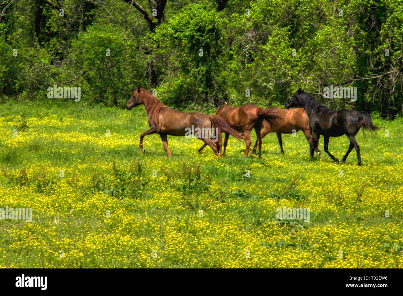 Chevaux dans une prairie de montagne Banque D'Images