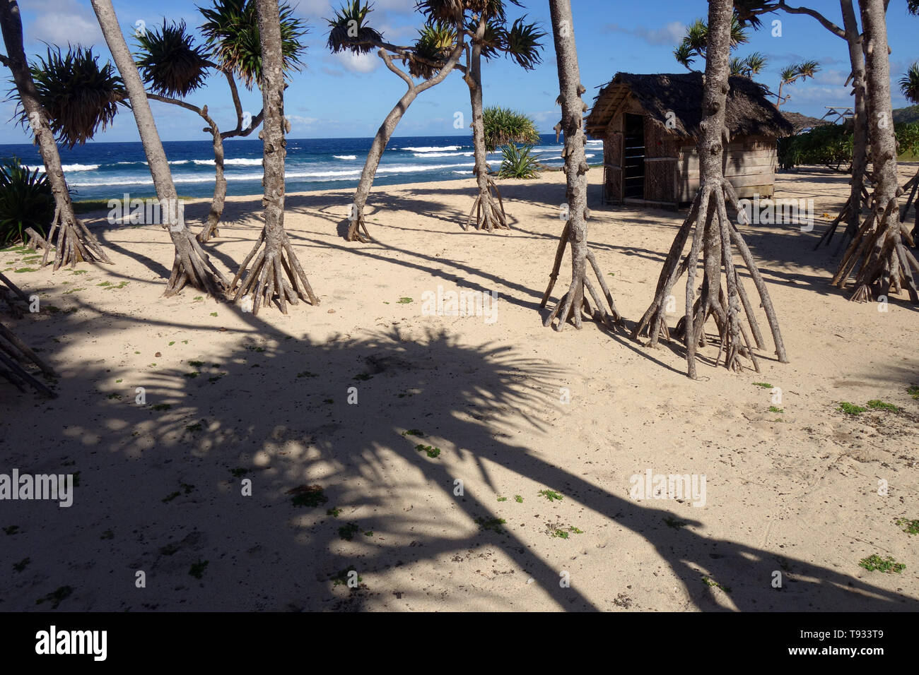 Palmiers Pandanus à White Beach, Port Résolution, Tanna, Vanauatu. Pas de PR Banque D'Images