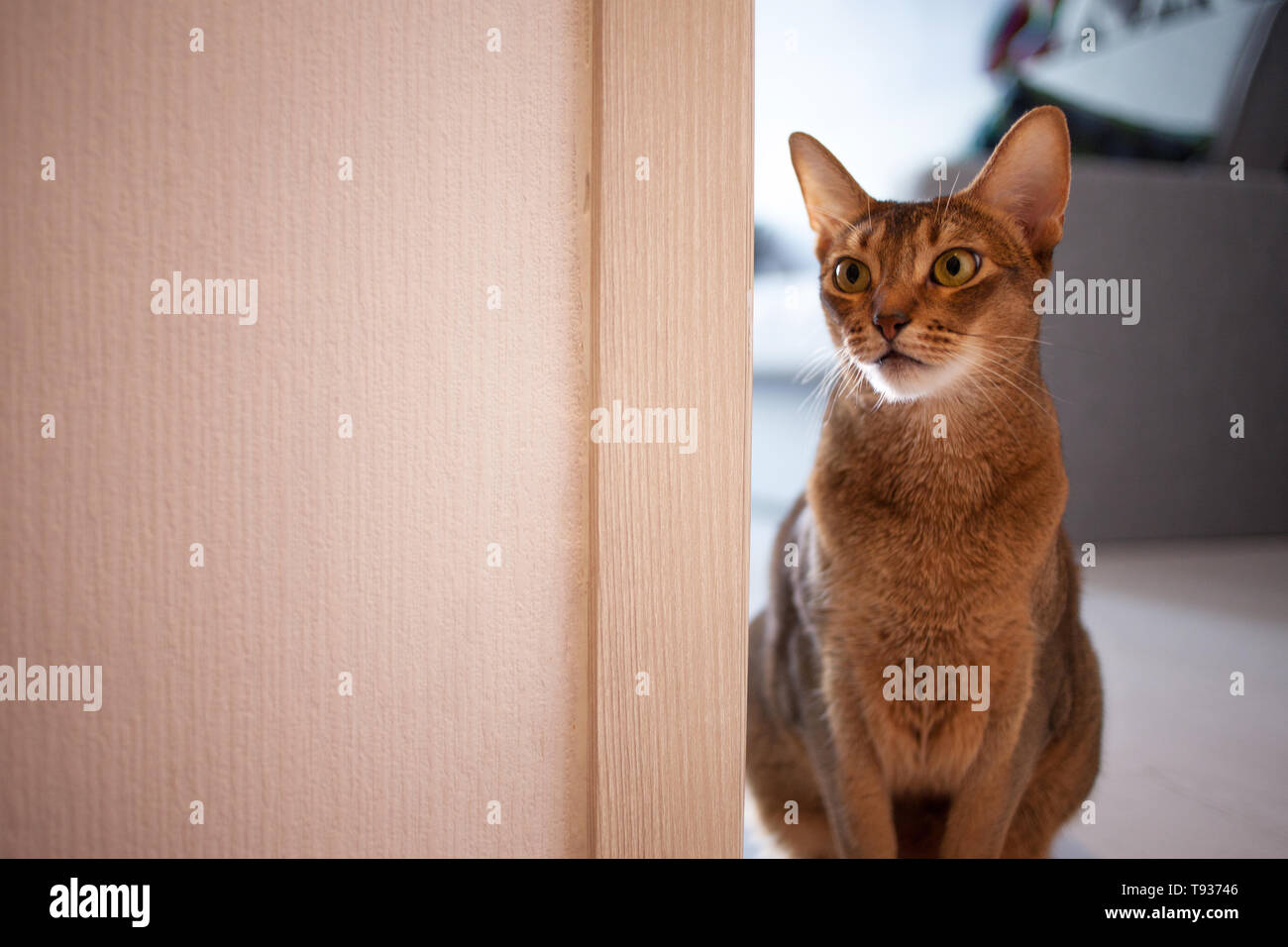 Cute cat rouge race Abyssin assis sur le sol dans l'appartement. Animaux de close-up. Banque D'Images