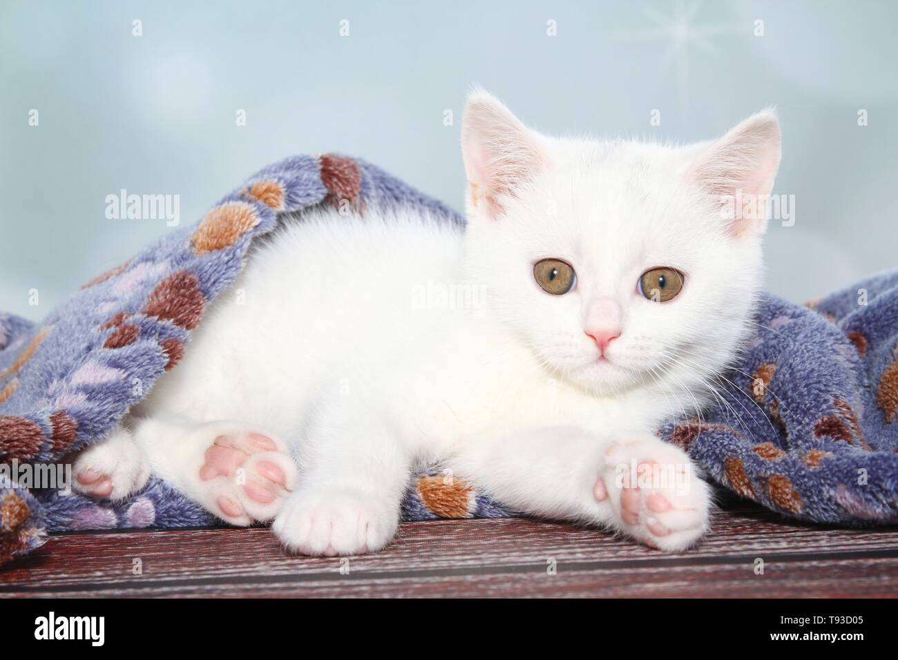 Chaton British Shorthair Banque D'Images