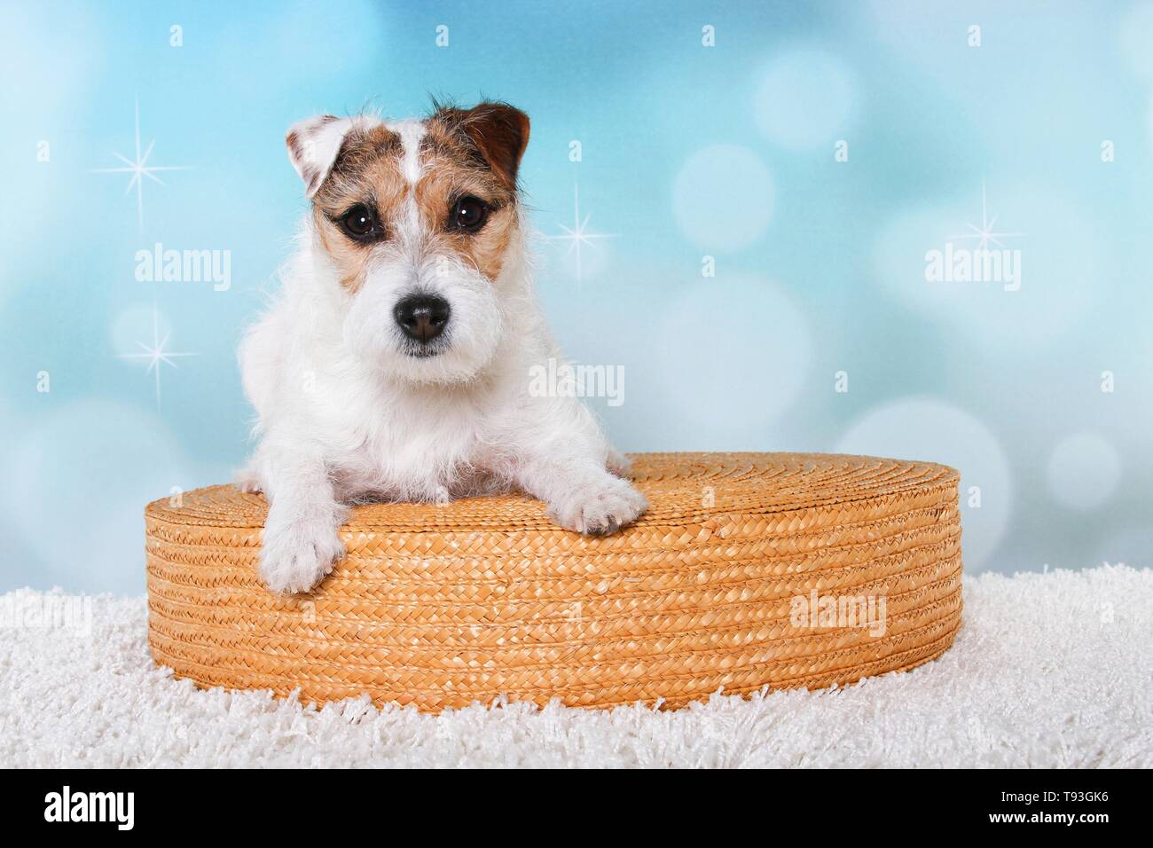 Couché Jack Russell Terrier Banque D'Images