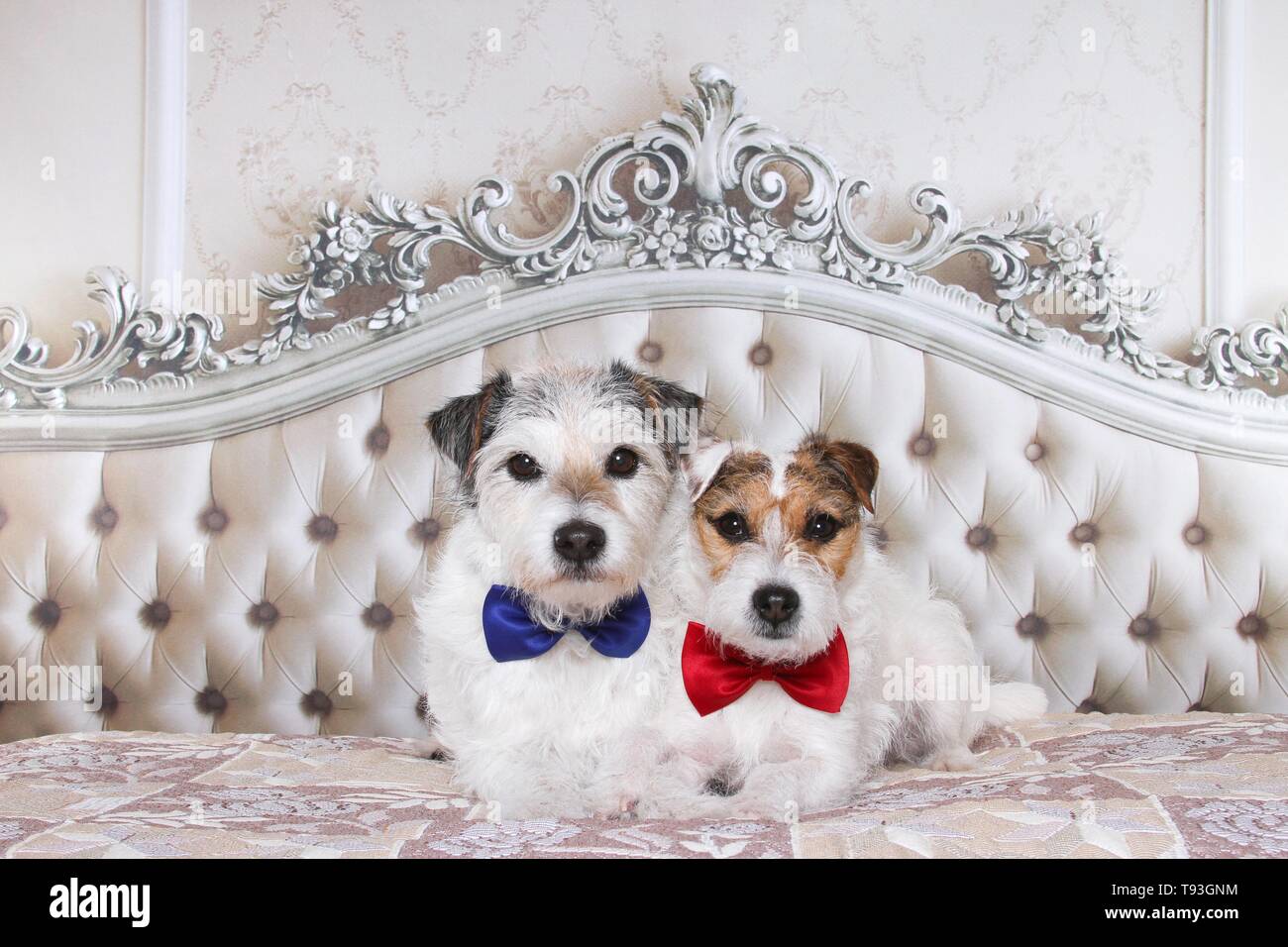 Jack &AMP ; Parson Russell Terrier Banque D'Images