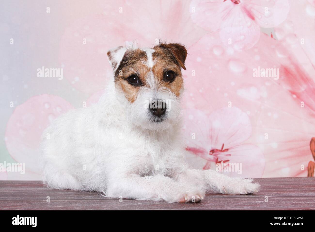 Couché Jack Russell Terrier Banque D'Images