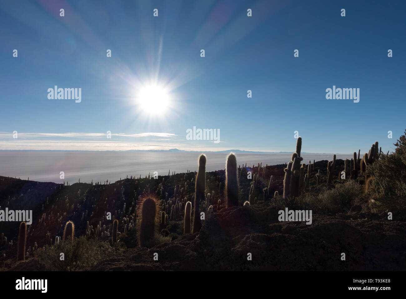 Big cactus dans l'île de Incahuasi dans l'heure de lever Banque D'Images