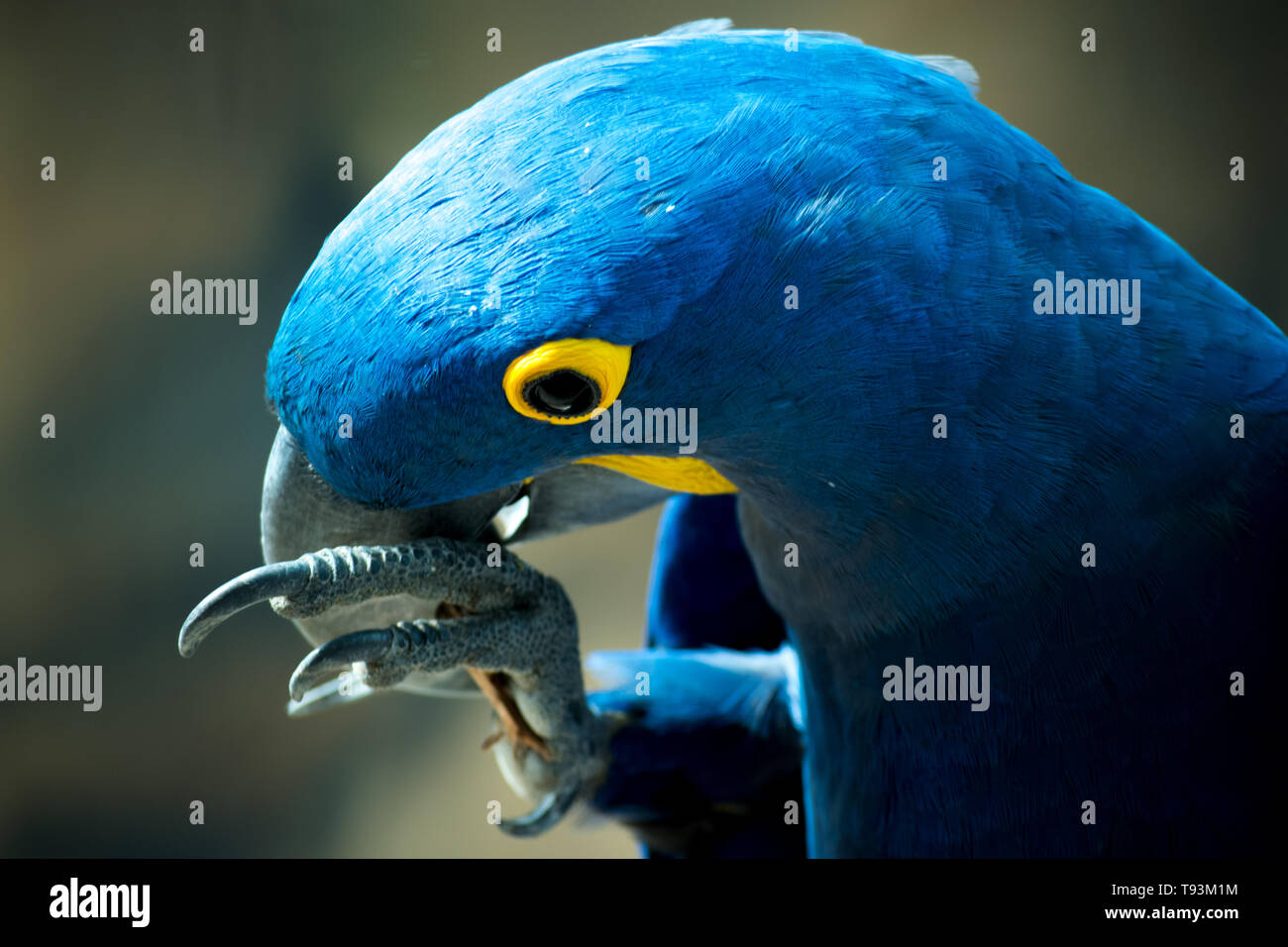 Perroquet Bleu de mordre sur un bâton Banque D'Images