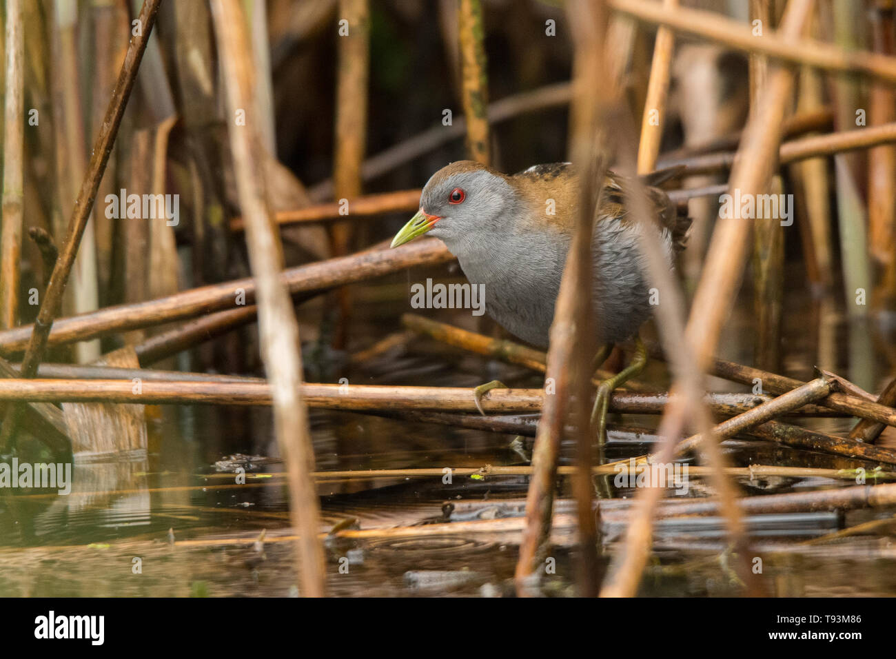 Little crake (Porzana parva). Des hommes. Polésie. L'Ukraine Banque D'Images