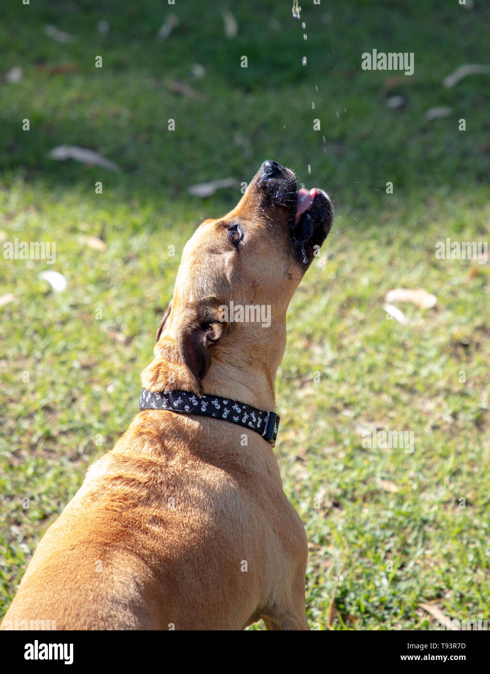 Soif Staffordshire Bull Terrier Marron Et Bleu à Talon Race
