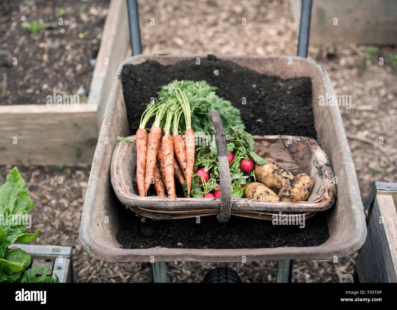 Fraîchement cueilli des radis, des carottes et des pommes de terre à un jardin communautaire à Bristol UK Banque D'Images