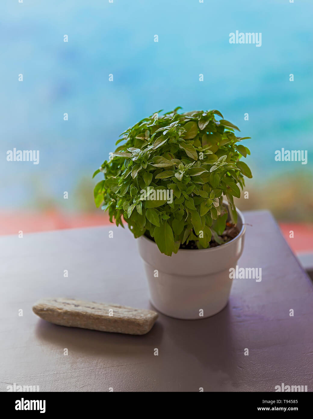 Ocimum basilicum plante dans un pot en porcelaine blanche. Le point de droit. Banque D'Images